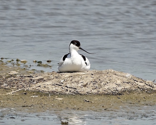 avocet